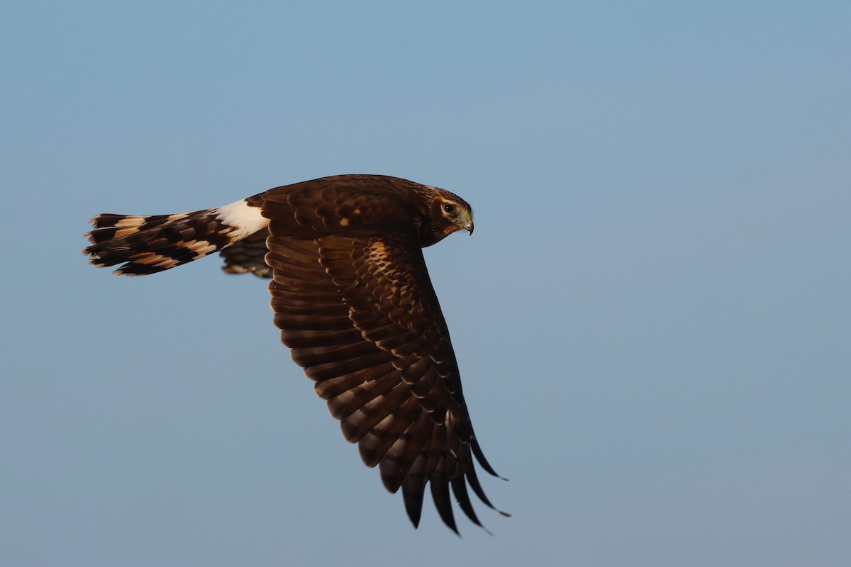 Northern Harrier - ML646537803