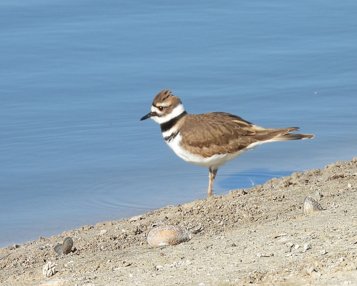 Killdeer - ML646537804