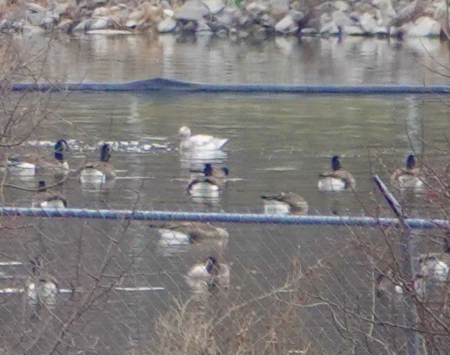 Snow Goose - ML646537808