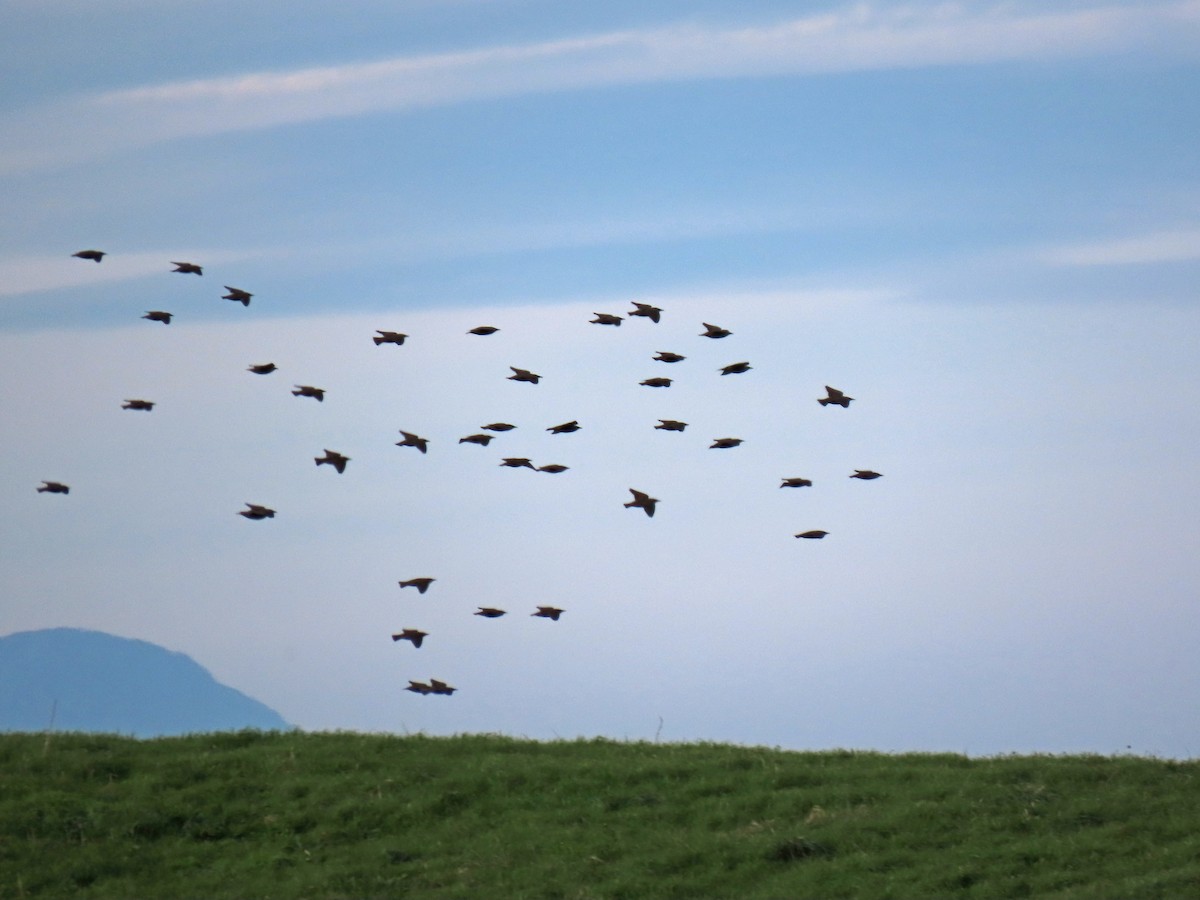 Étourneau sansonnet - ML646537811