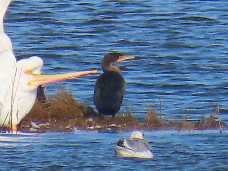 קורמורן אמריקני - ML646537817