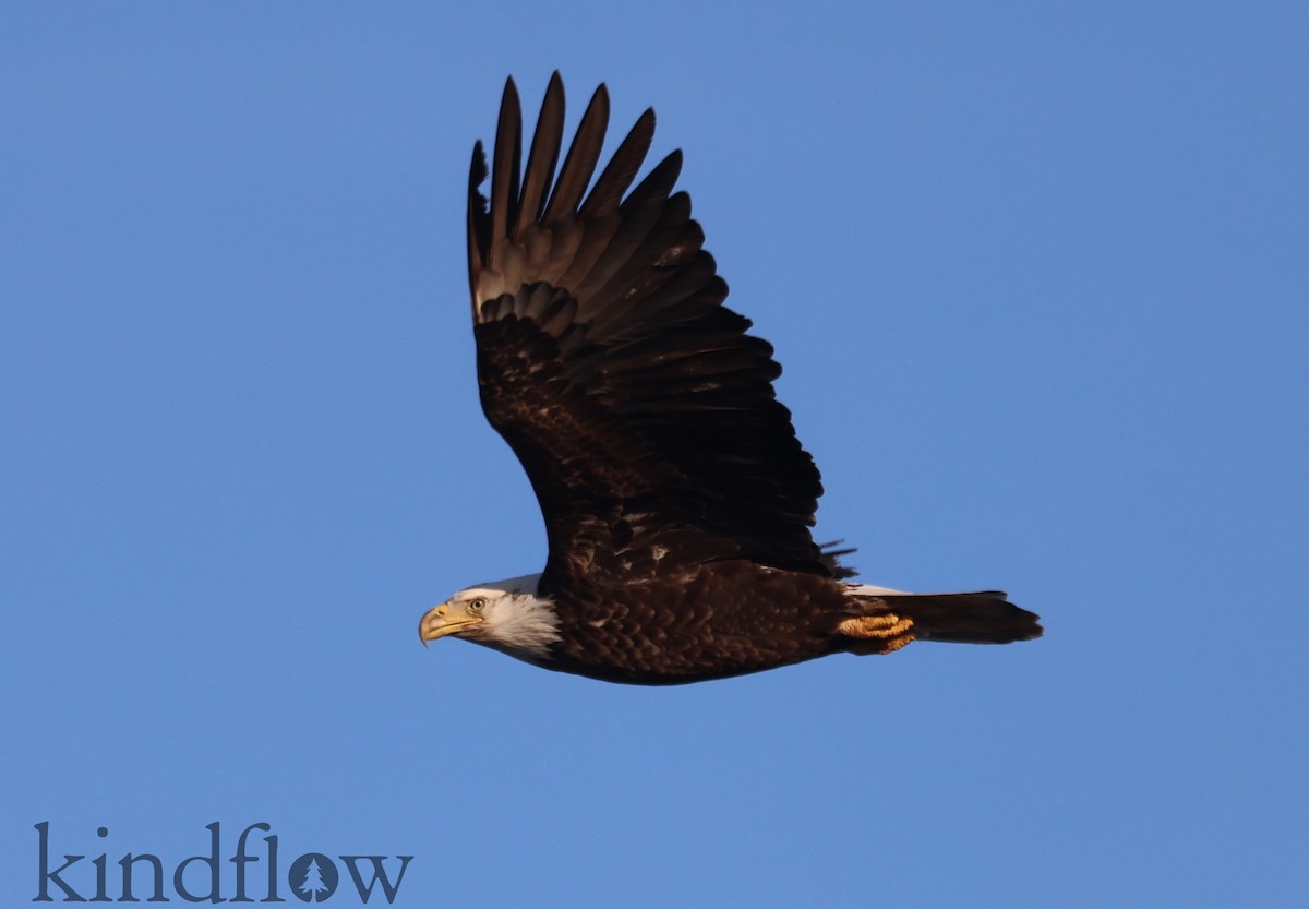 עיטם לבן-ראש - ML646537818