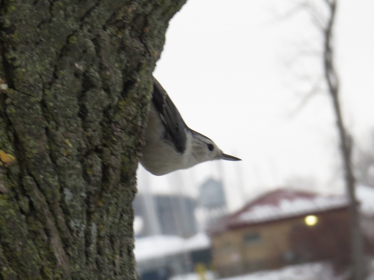 White-breasted Nuthatch - ML646537820