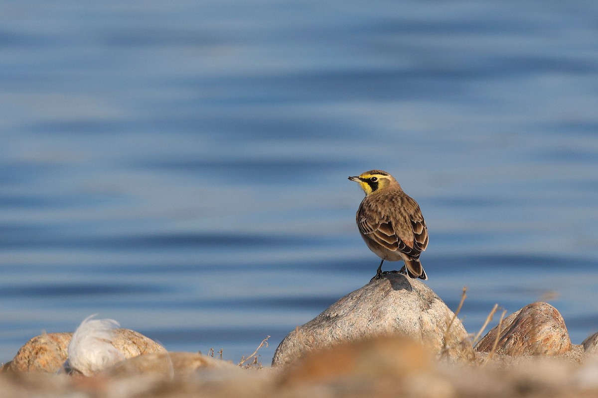 Horned Lark - ML646537821
