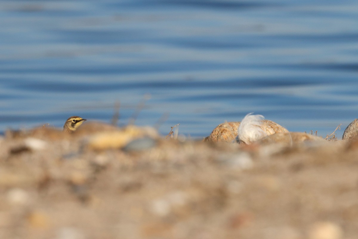 Horned Lark - ML646537822