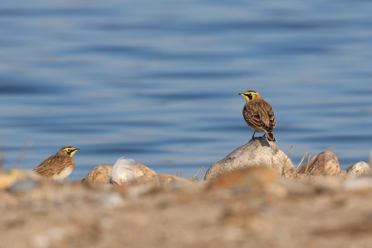 Horned Lark - ML646537823
