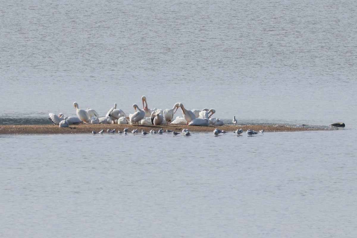 Amerika Pelikanı - ML646537827