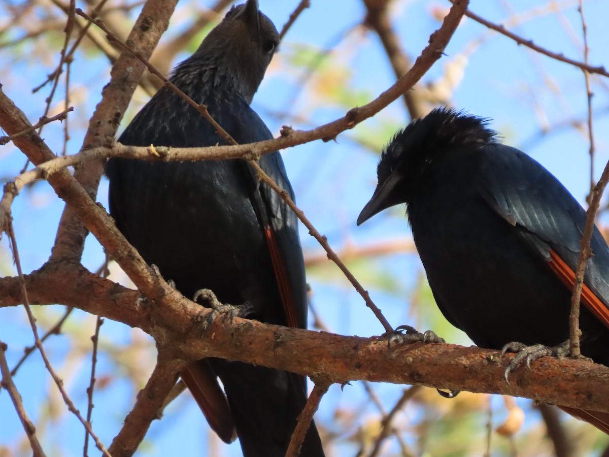 Red-winged Starling - ML646537834