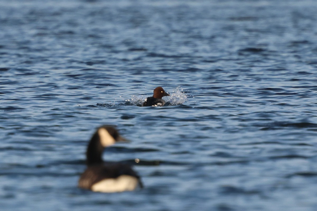 Common Goldeneye - ML646537836
