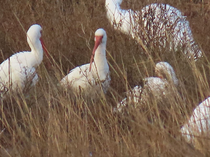 hvitibis - ML646537840