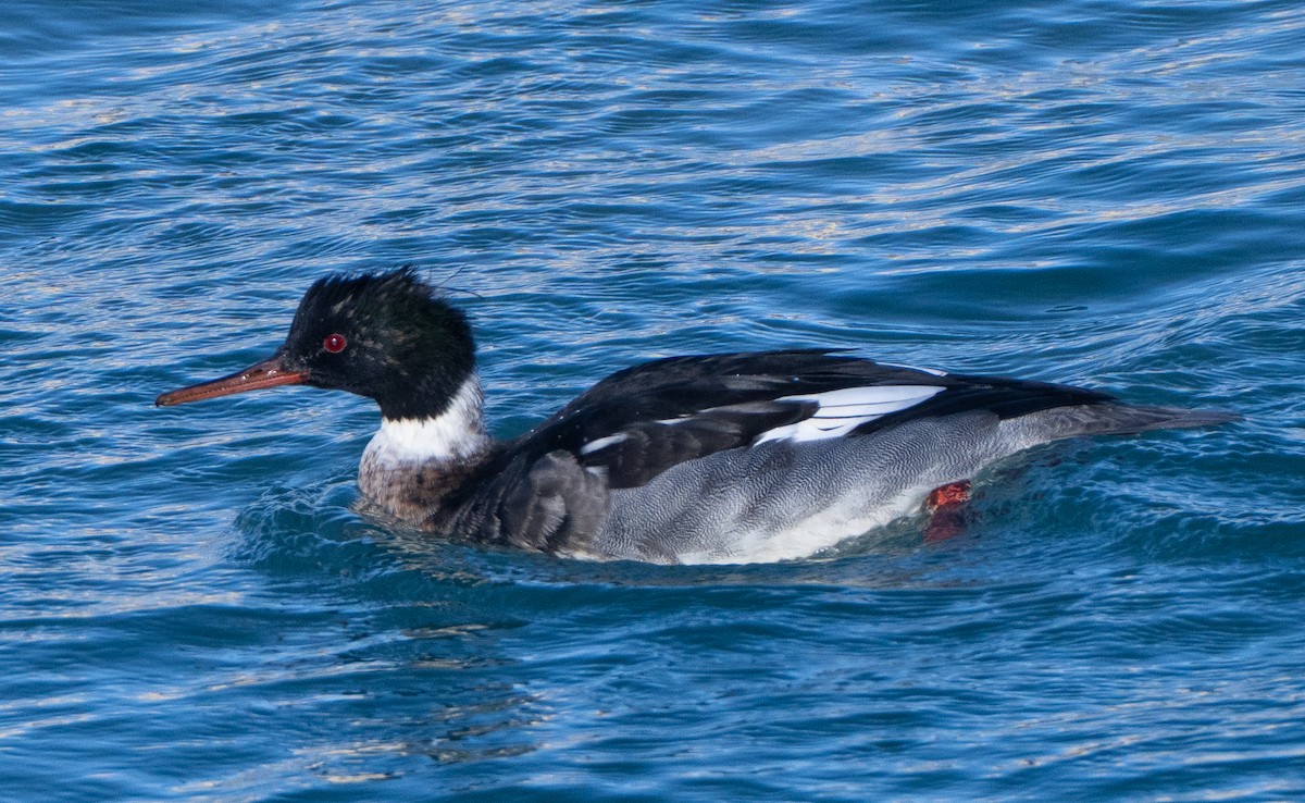 Red-breasted Merganser - ML646537842