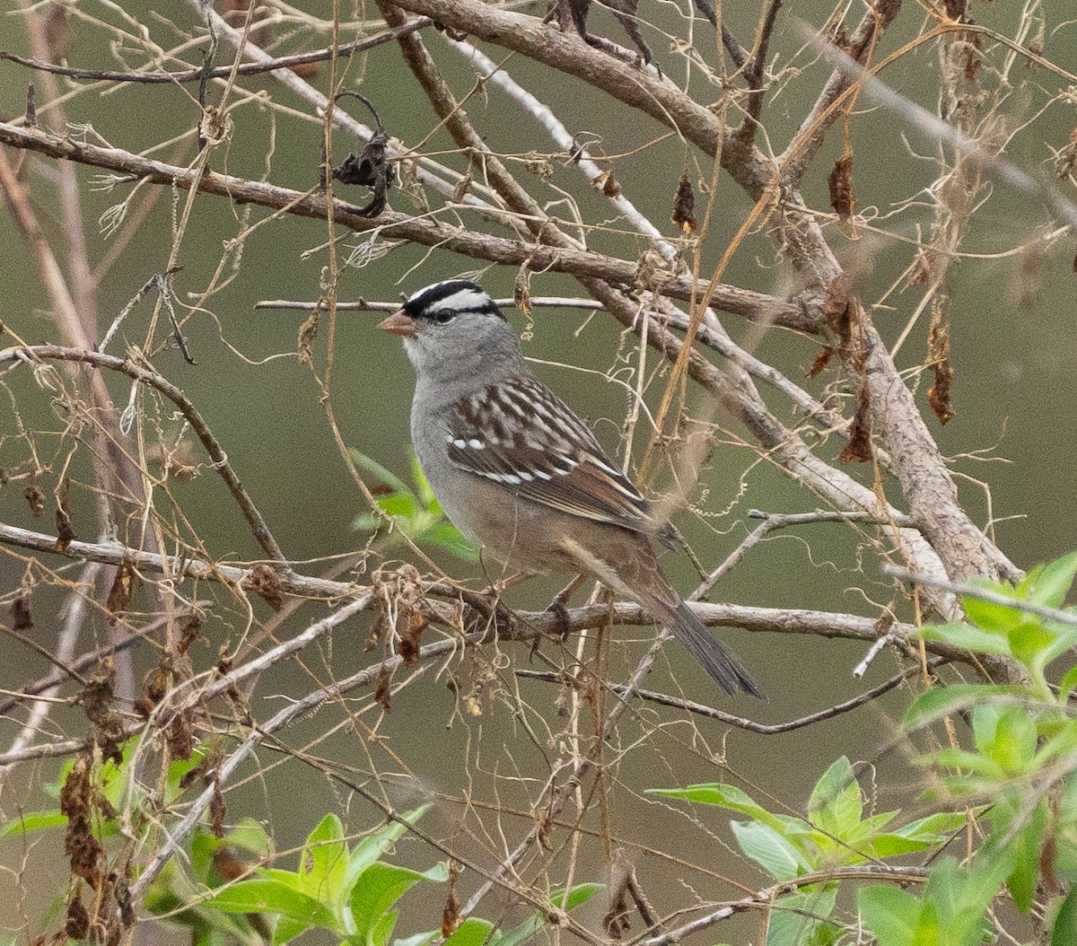 White-crowned Sparrow - ML646537845
