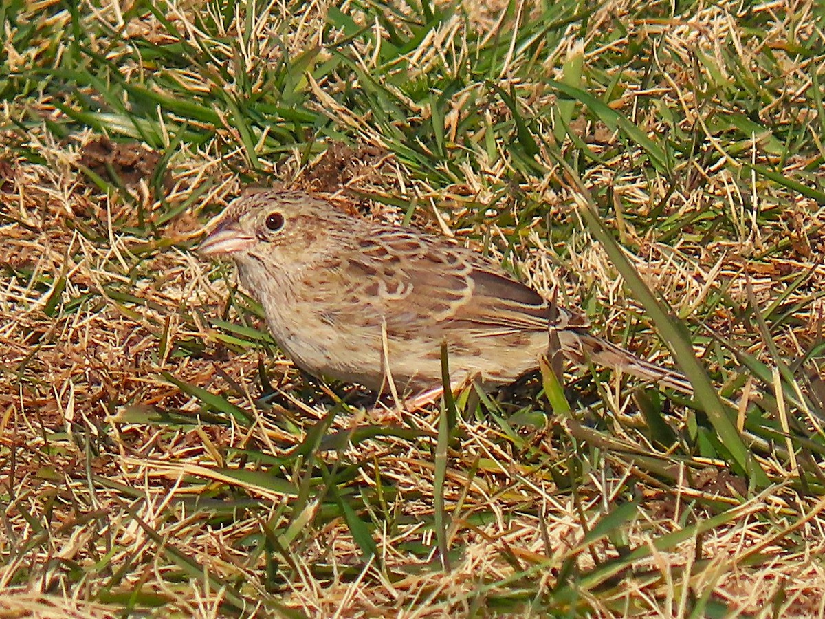 Cassin's Sparrow - ML646537847