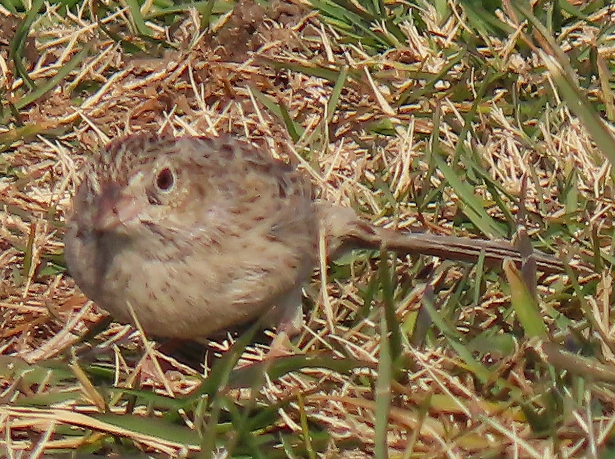 Cassin's Sparrow - ML646537848