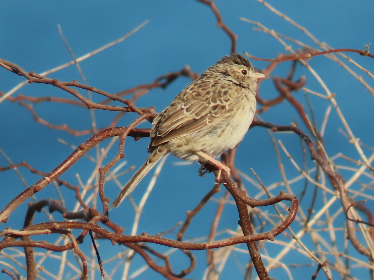 Cassin's Sparrow - ML646537849