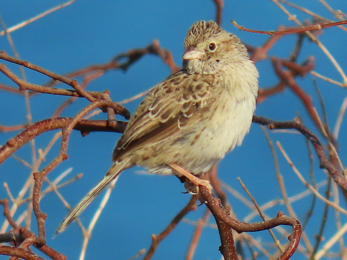 Cassin's Sparrow - ML646537850