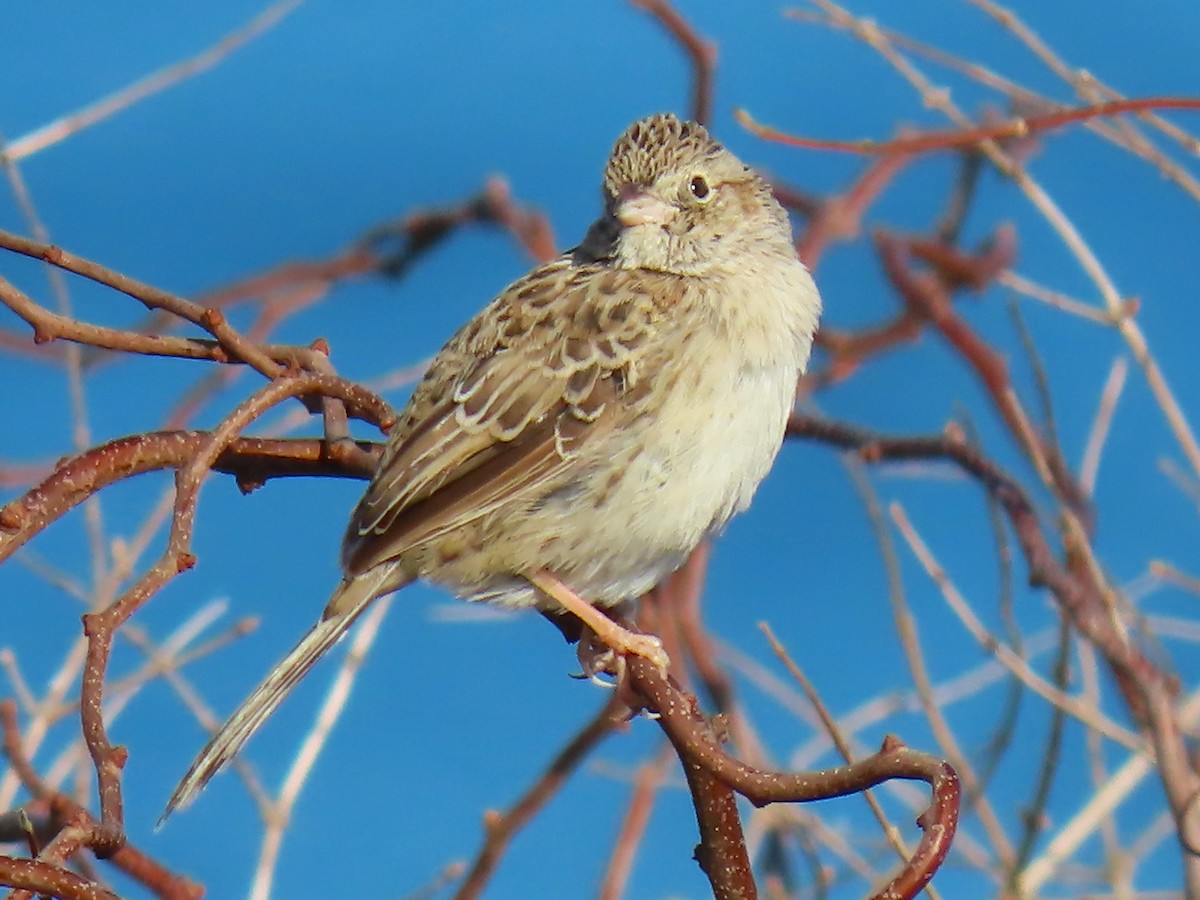 Cassin's Sparrow - ML646537852