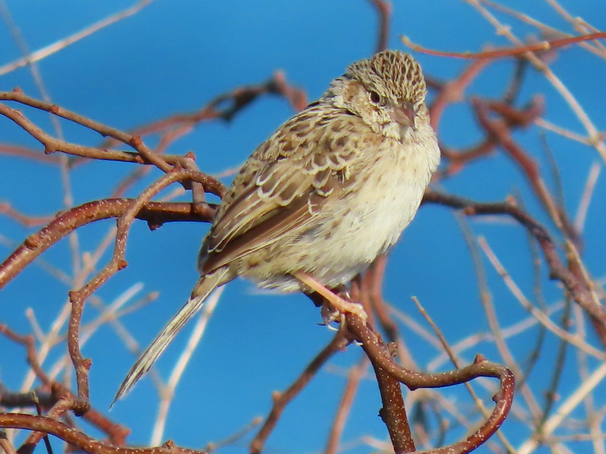 Cassin's Sparrow - ML646537853