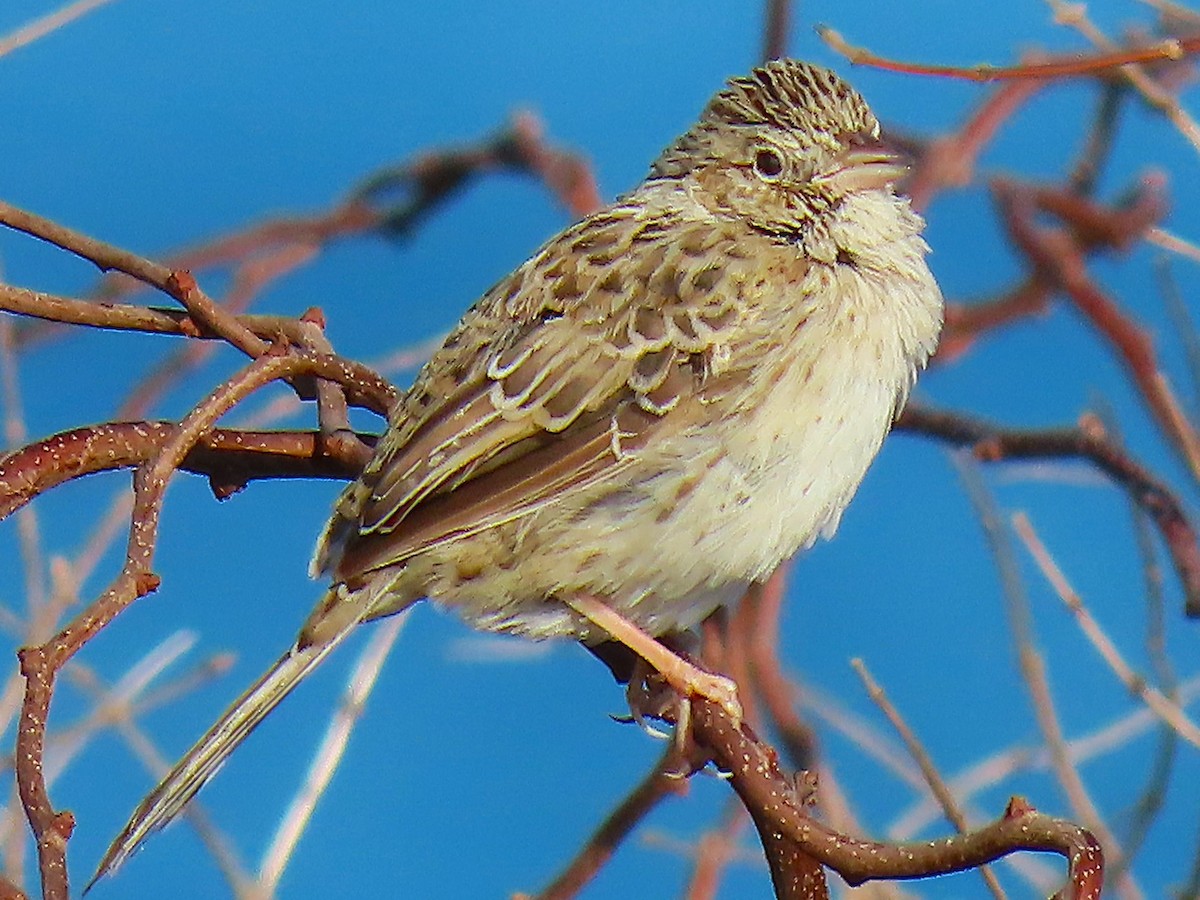 Cassin's Sparrow - ML646537854