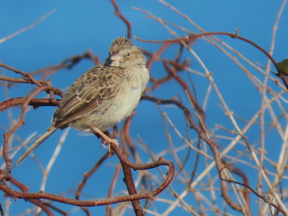 Cassin's Sparrow - ML646537855