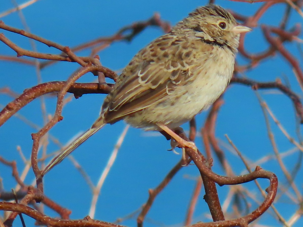 Cassin's Sparrow - ML646537856