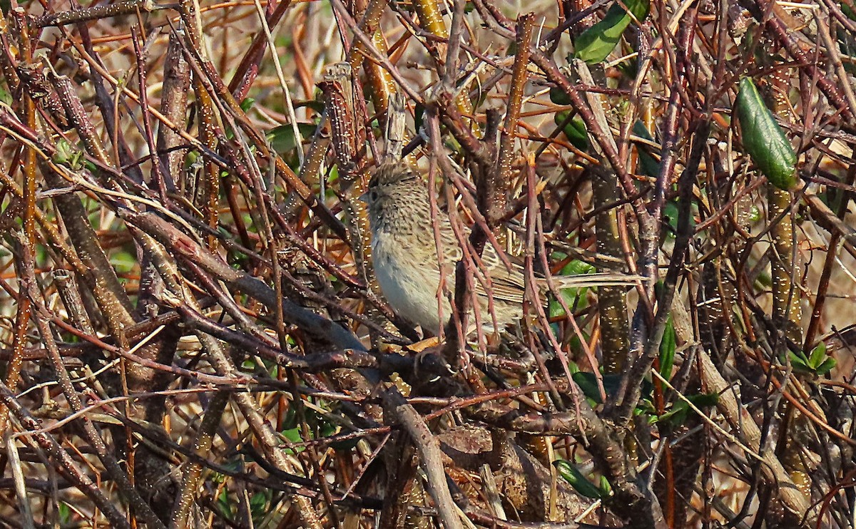 Cassin's Sparrow - ML646537857