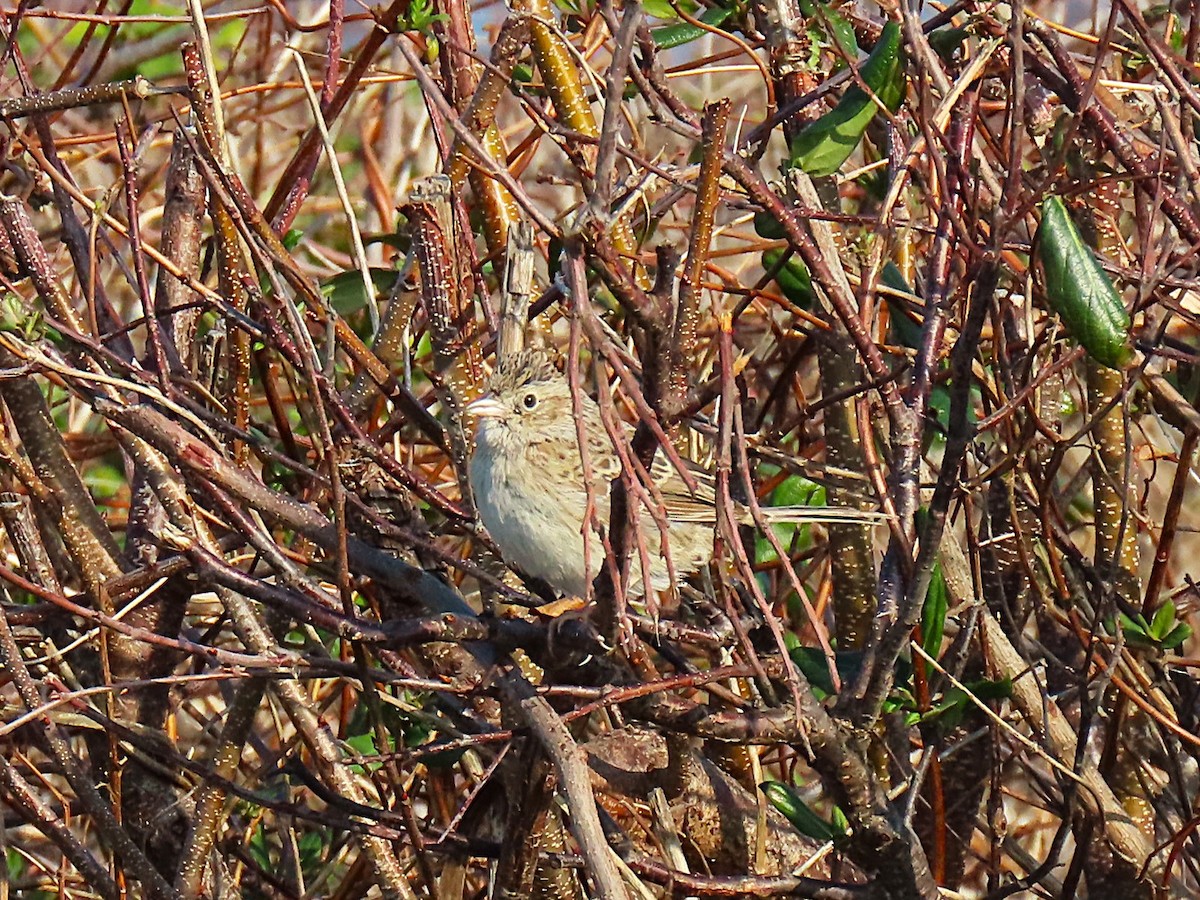 Cassin's Sparrow - ML646537858