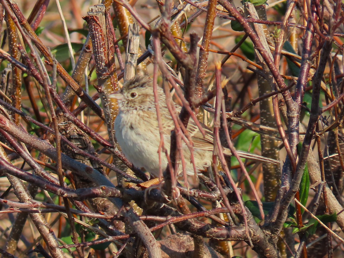 Cassin's Sparrow - ML646537859