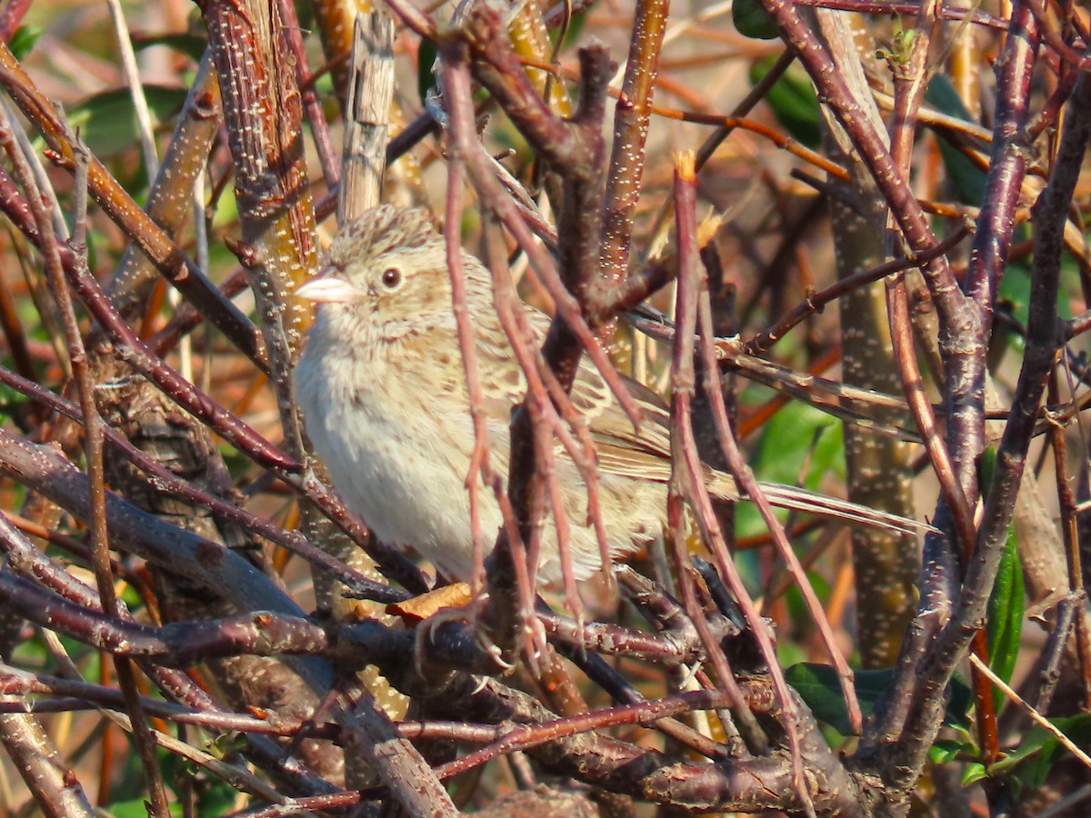 Cassin's Sparrow - ML646537860