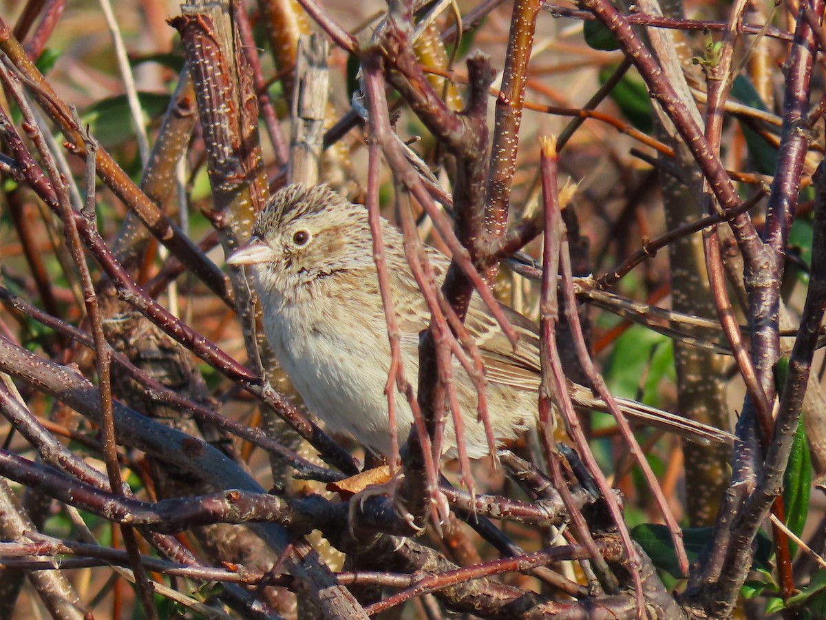 Cassin's Sparrow - ML646537861