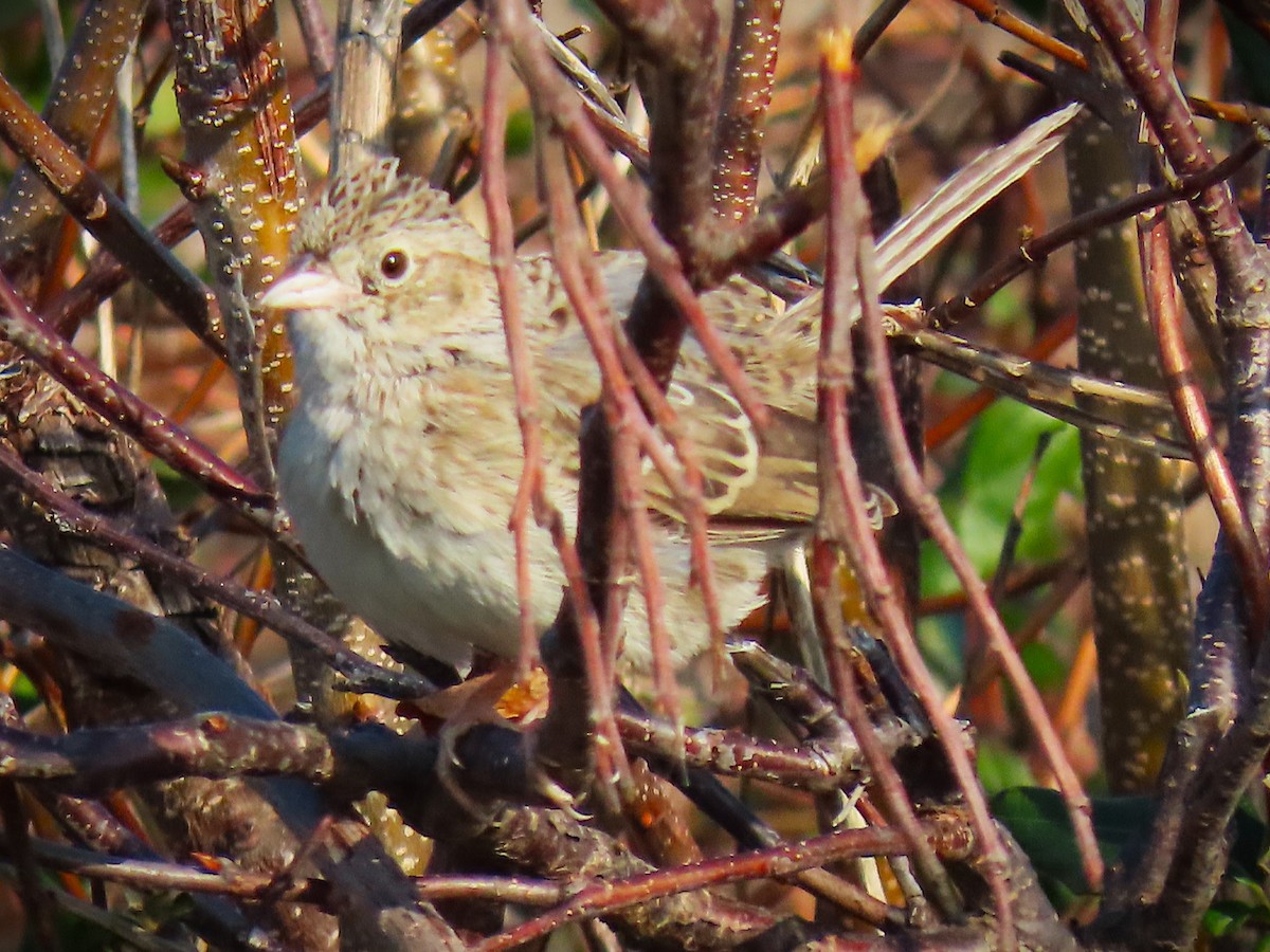 Cassin's Sparrow - ML646537862