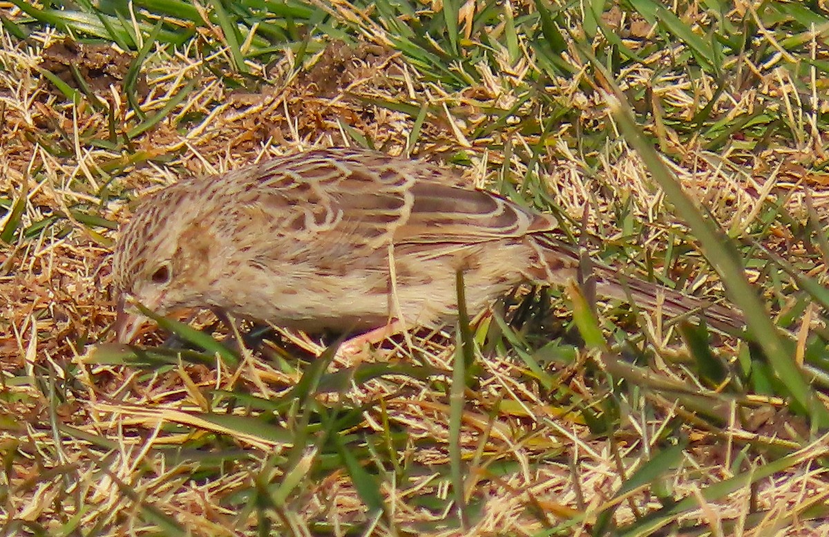 Cassin's Sparrow - ML646537864