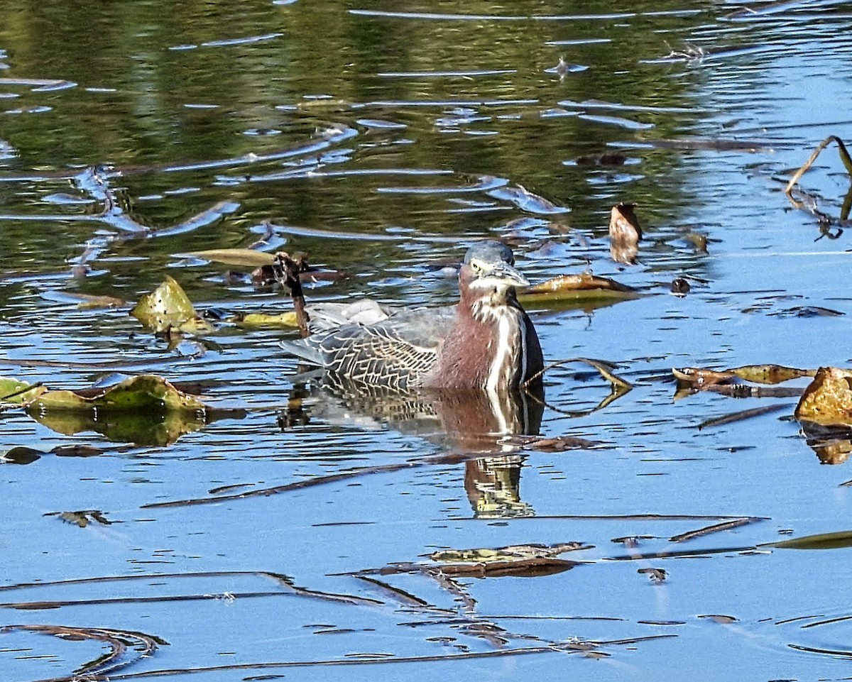 Green Heron - ML646537870