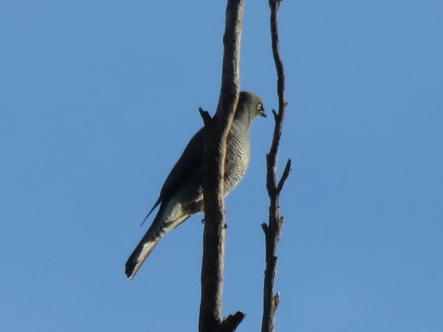 Barred Cuckooshrike - ML646537872