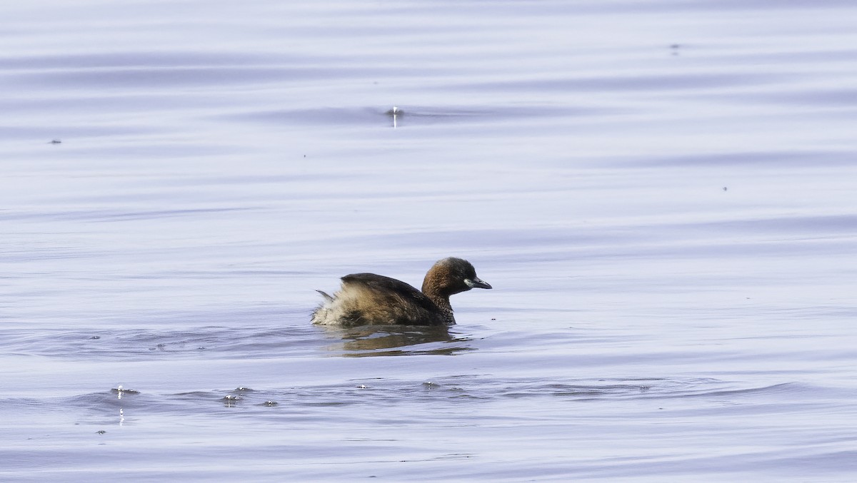 Малая поганка (группа ruficollis) - ML646537874