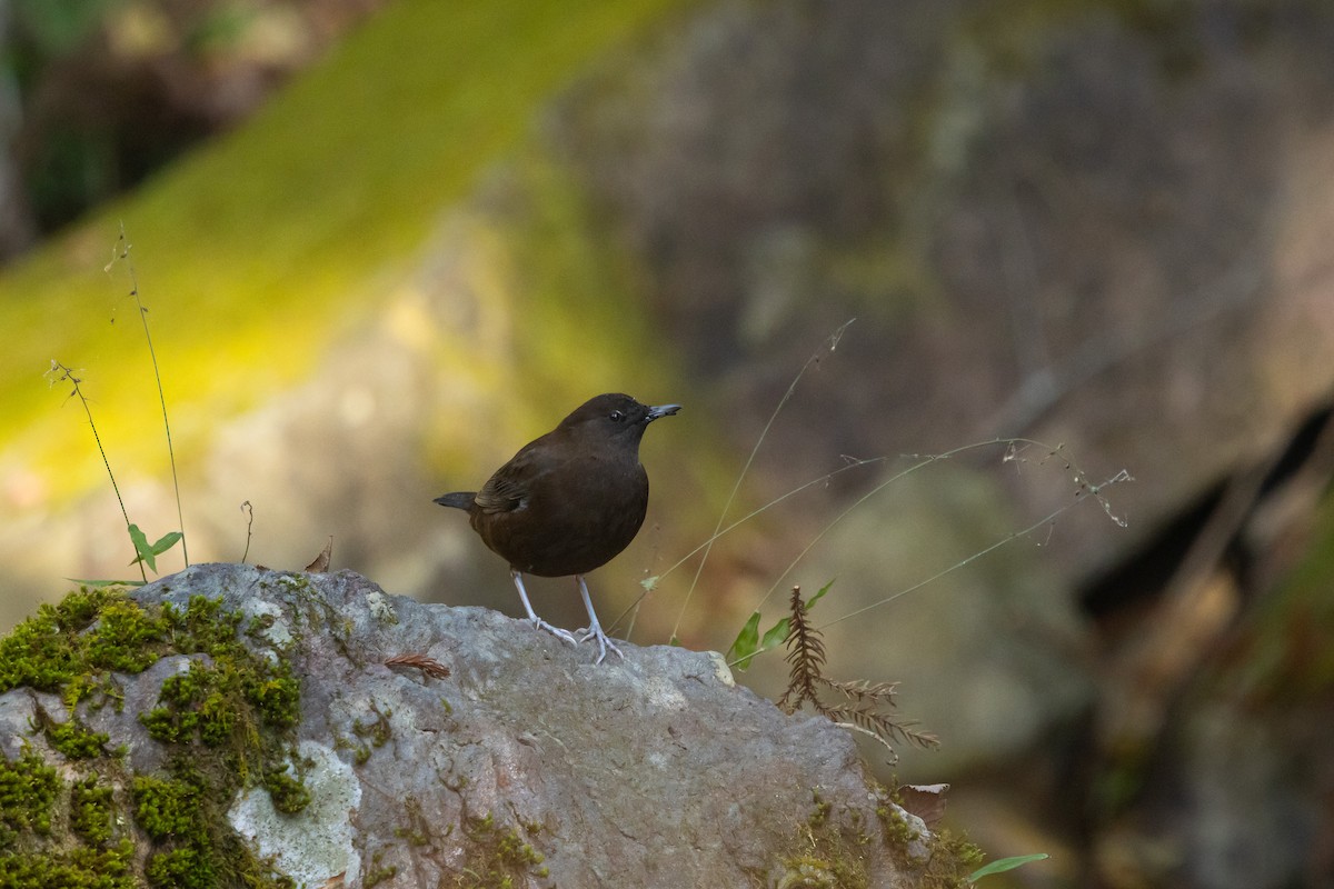 Пронурок бурий - ML646537877
