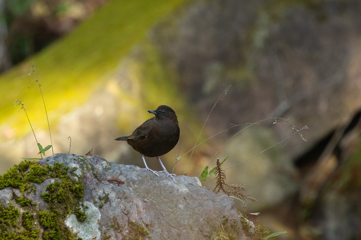 Пронурок бурий - ML646537878