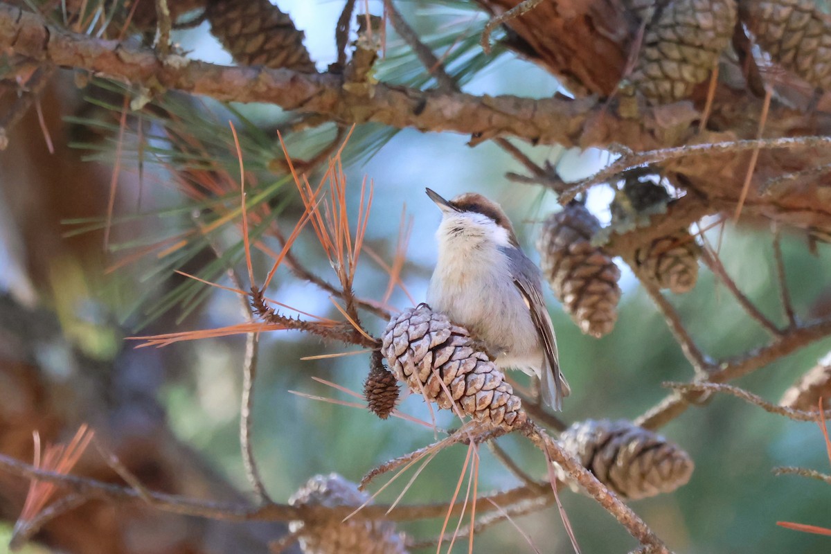 Sittelle à tête brune - ML646537879