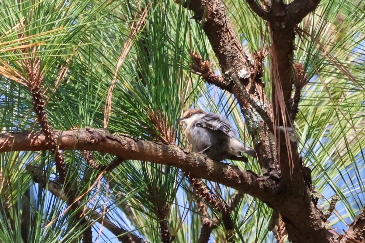 Sittelle à tête brune - ML646537880