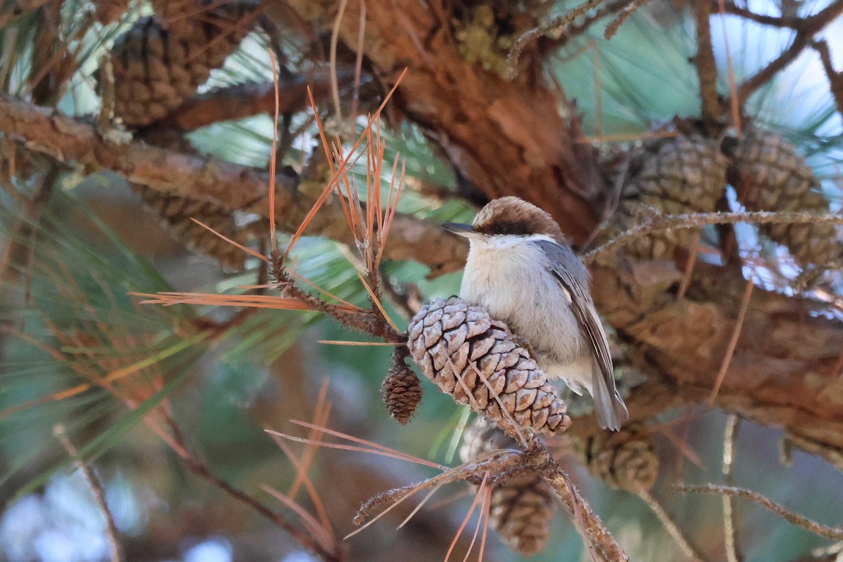 Sittelle à tête brune - ML646537881