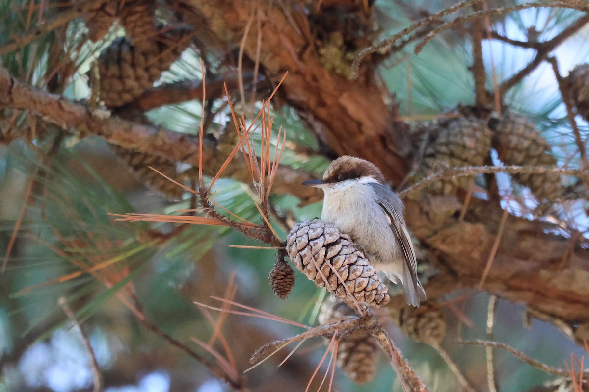 Sittelle à tête brune - ML646537882