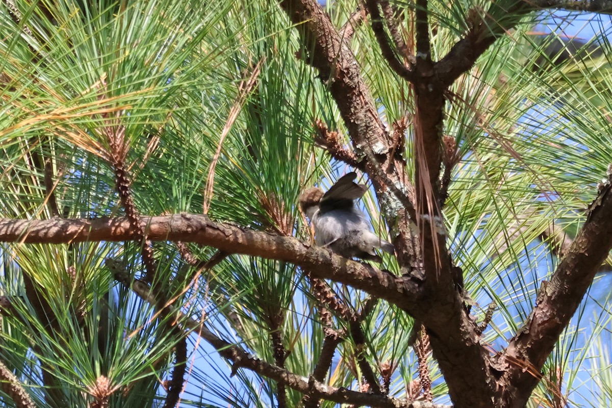 Sittelle à tête brune - ML646537883
