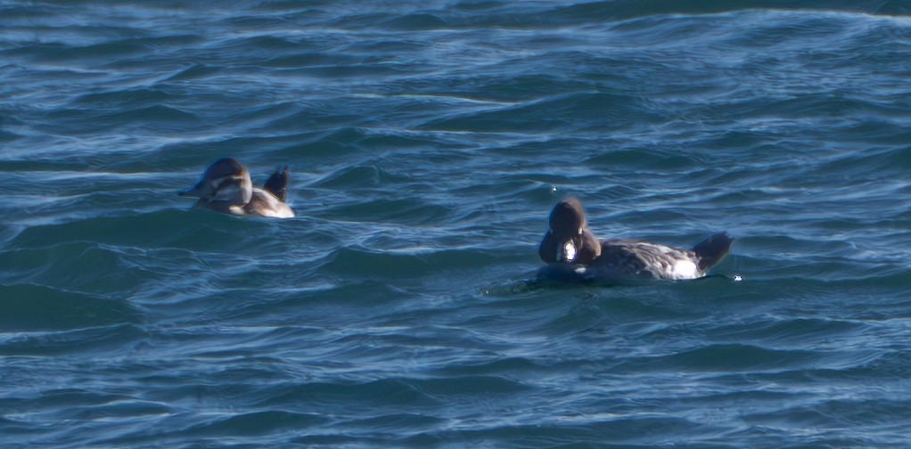 Ruddy Duck - ML646537887