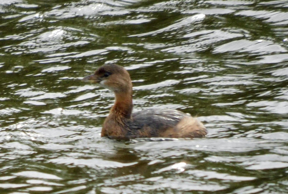 Pied-billed Grebe - ML646537891