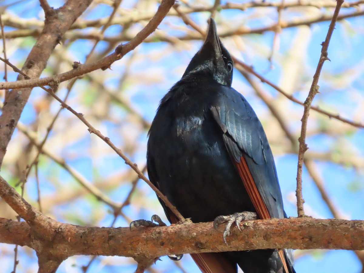 Red-winged Starling - ML646537892