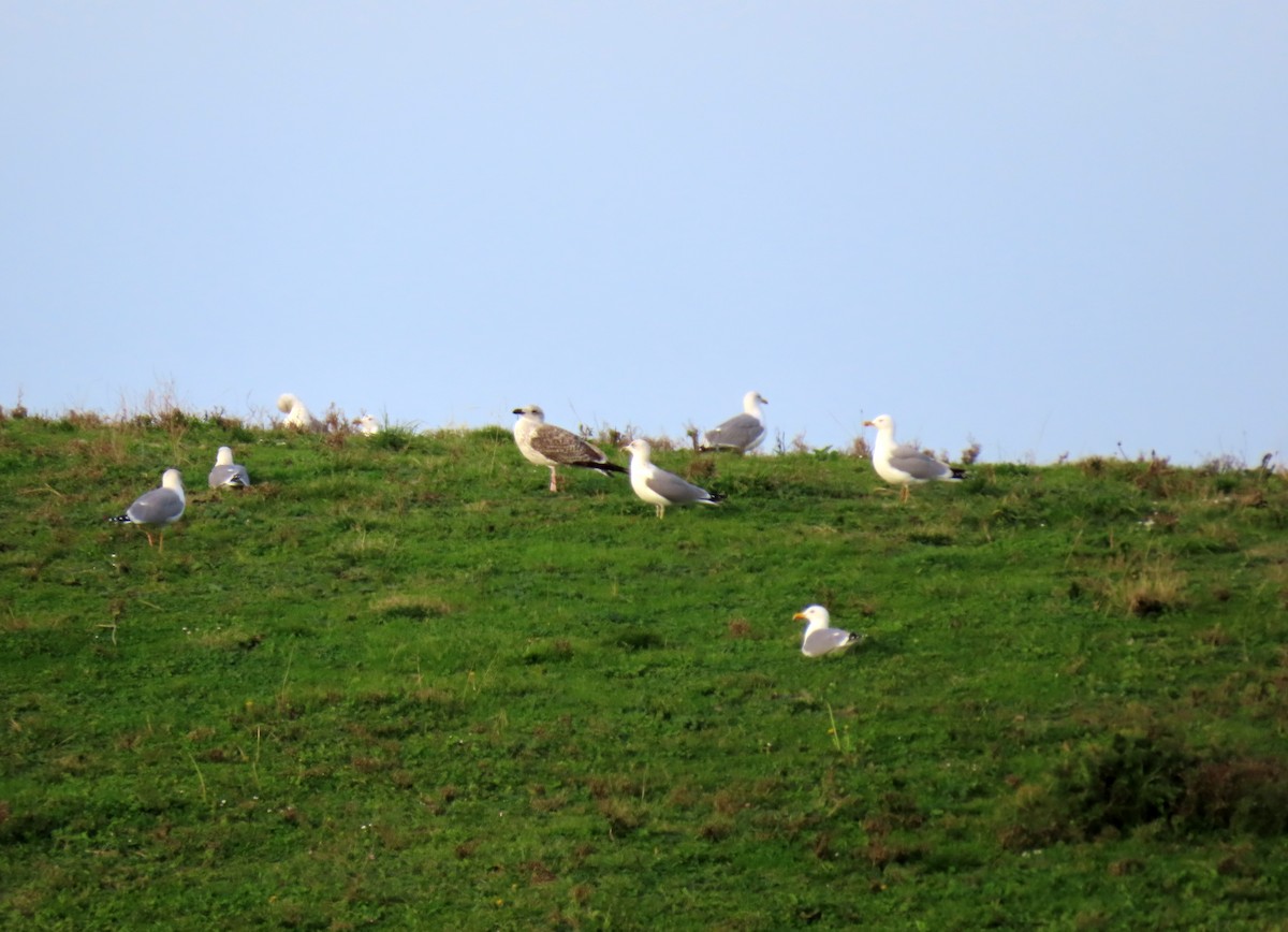Goéland leucophée - ML646537893