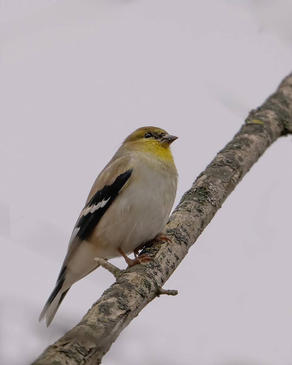 American Goldfinch - ML646537894