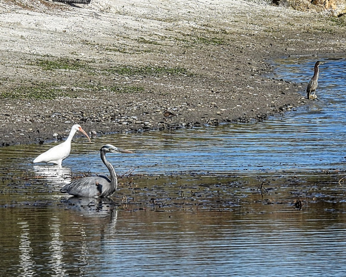Great Blue Heron (Great Blue) - ML646537898