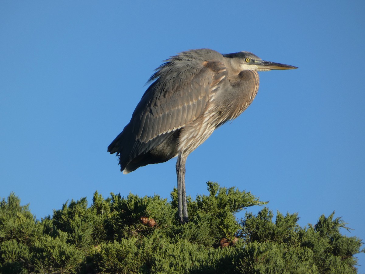 Great Blue Heron - ML646537902