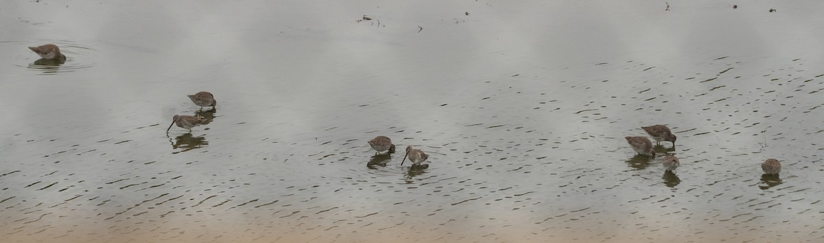 Long-billed Dowitcher - ML646537905